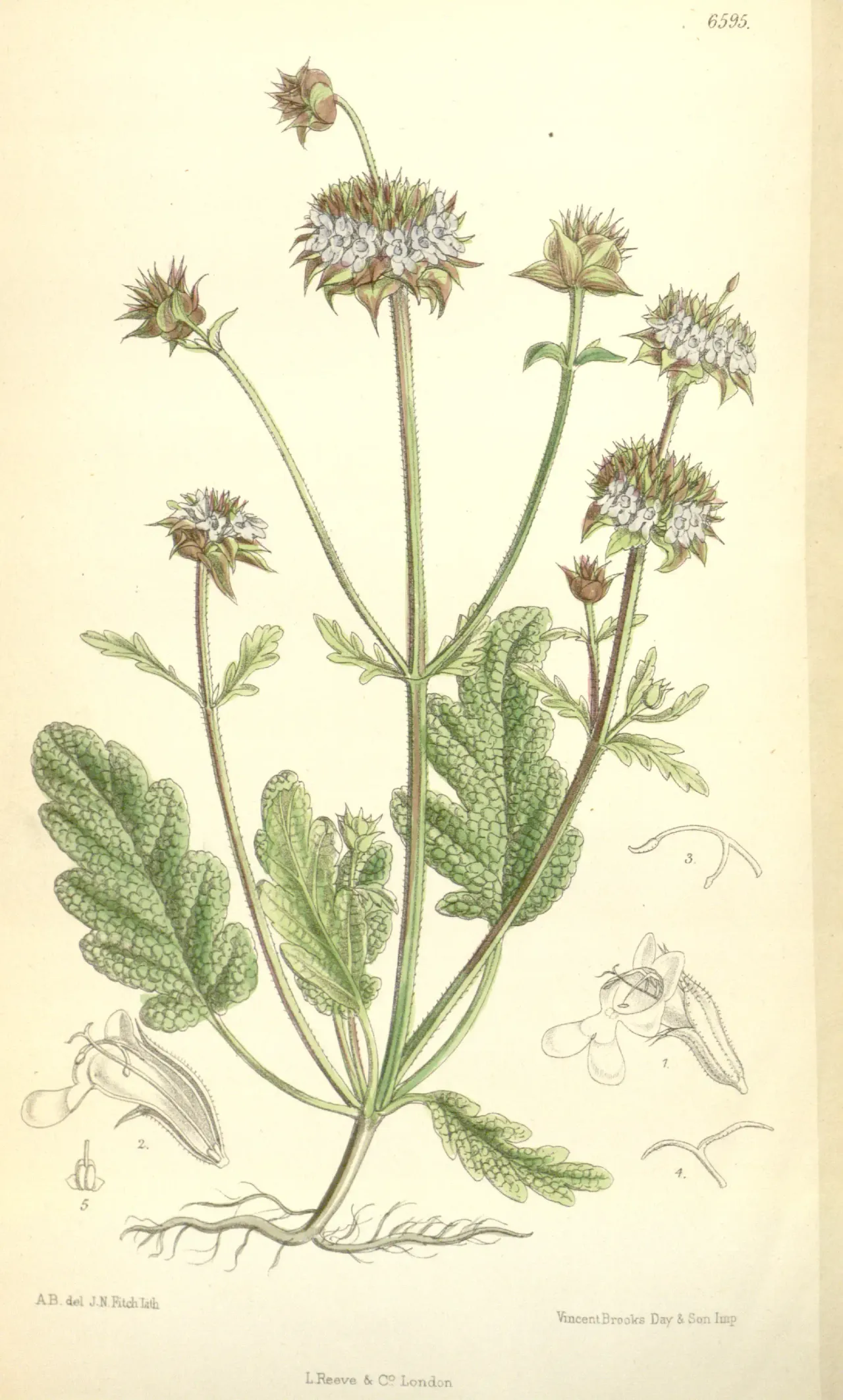 Chia (Salvia columbariae)