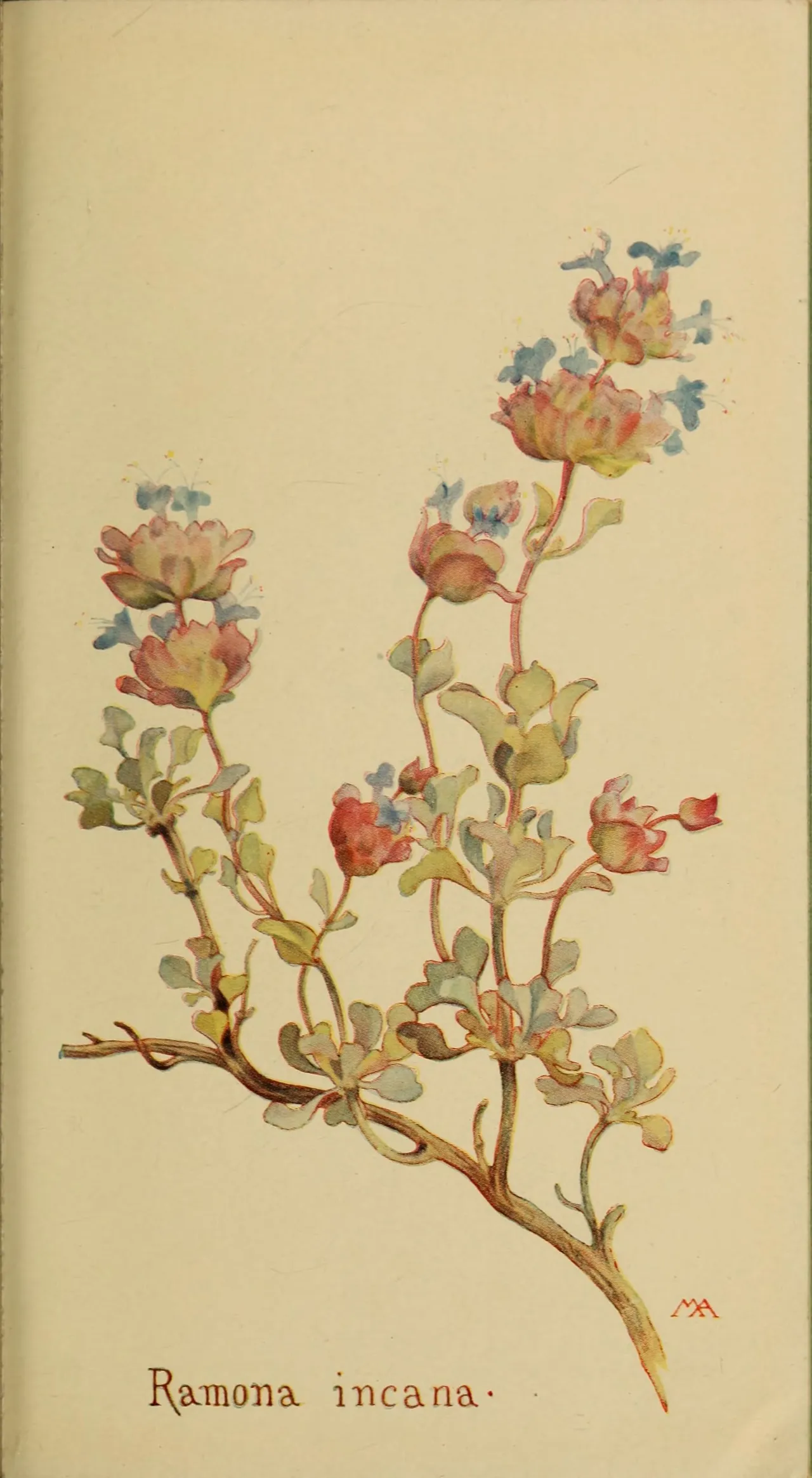Dorr's Sage Complex (Salvia dorrii)