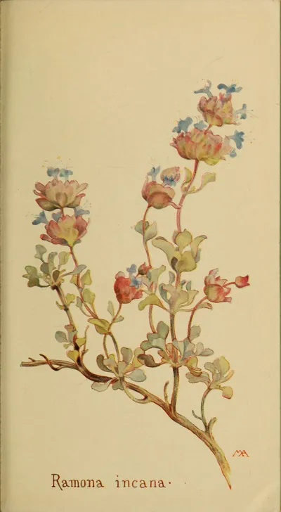 Dorr's Sage Complex