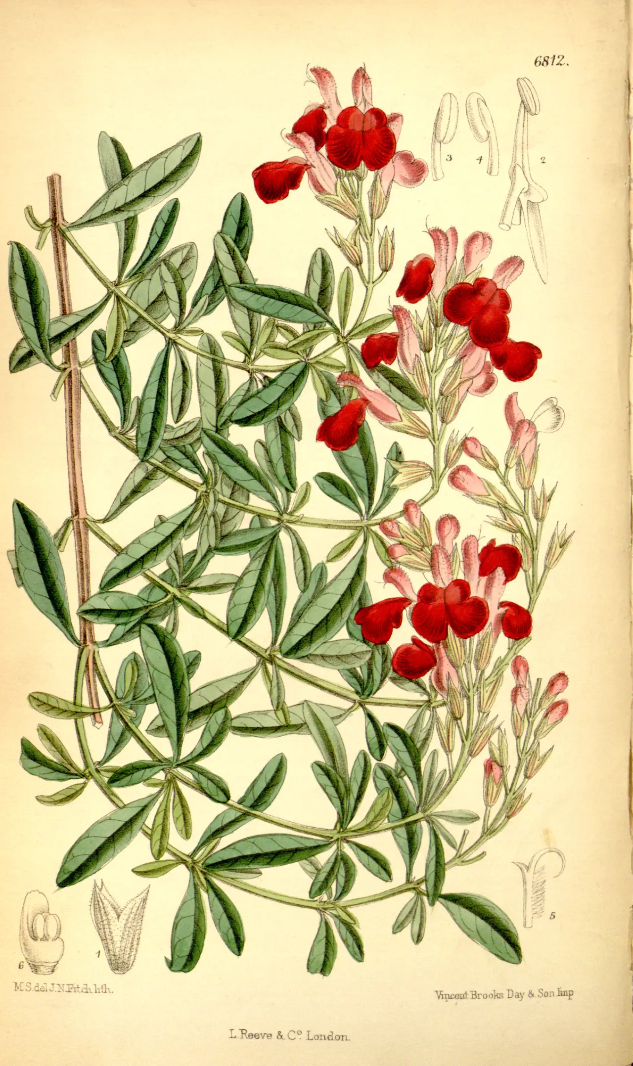 Autumn sage (Salvia greggii)