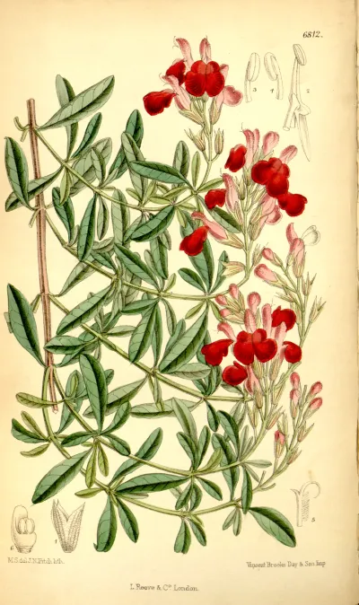 Autumn sage