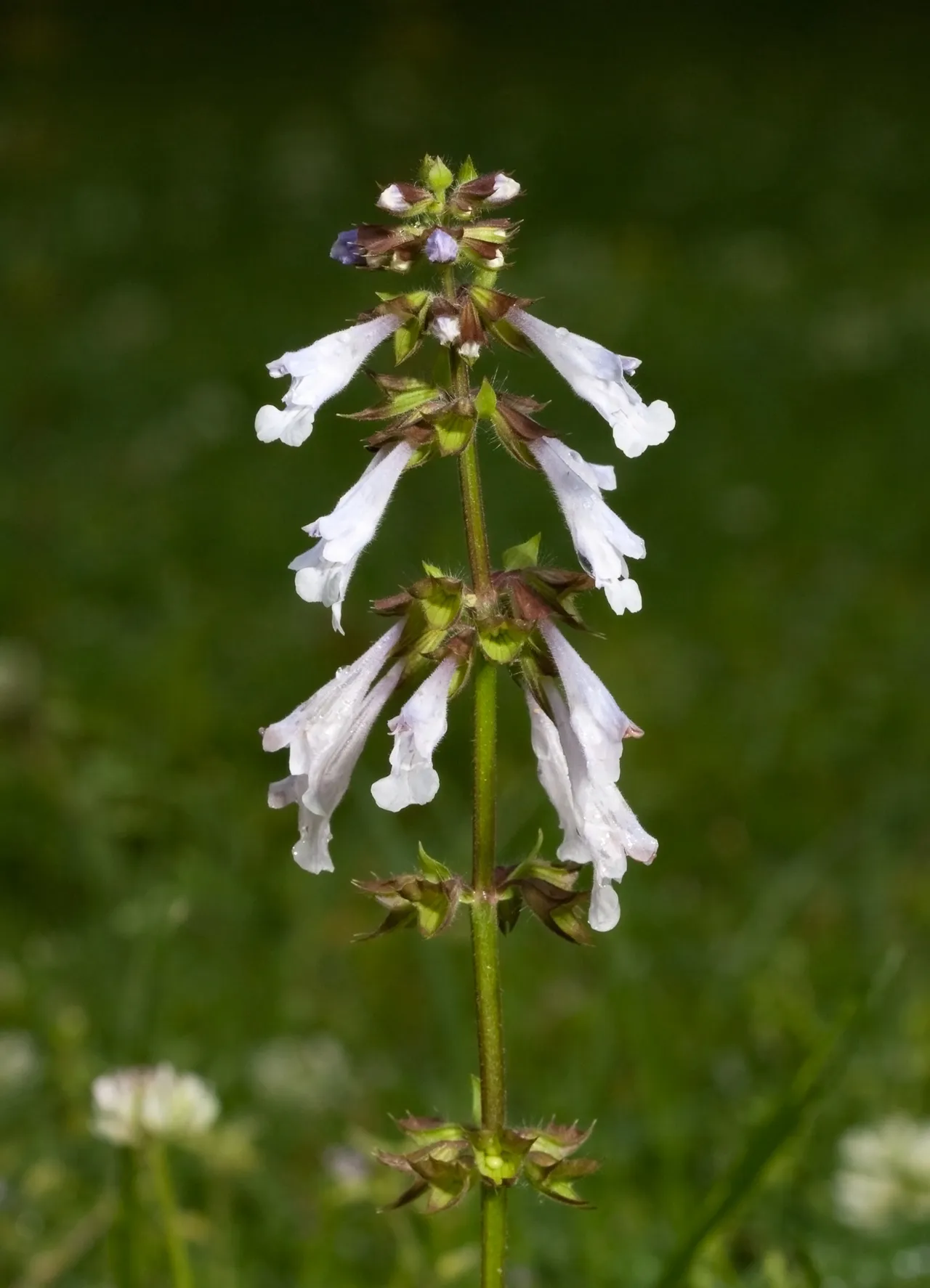 Lyreleaf sage (Salvia lyrata)