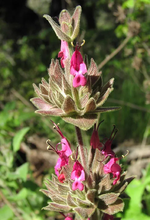 Hummingbird Sage (Salvia spathacea)