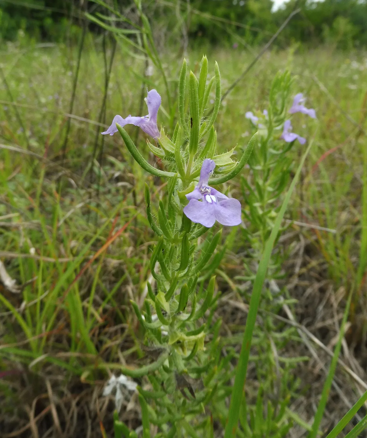 Texas Sage (Salvia texana)