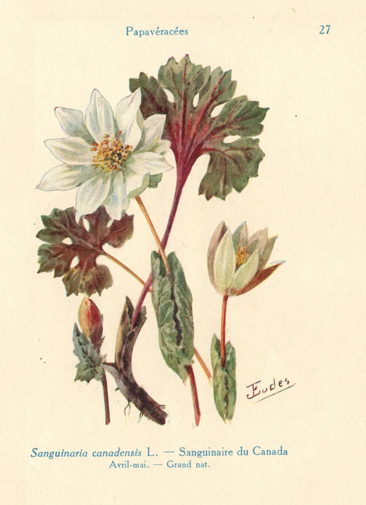 Bloodroot (Sanguinaria canadensis)