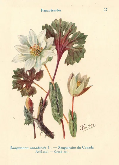 Bloodroot