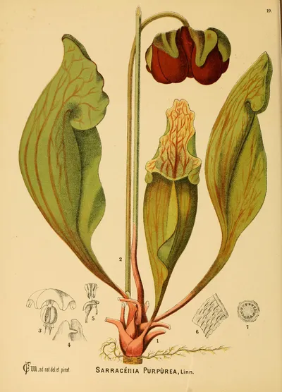 Purple pitcher plant