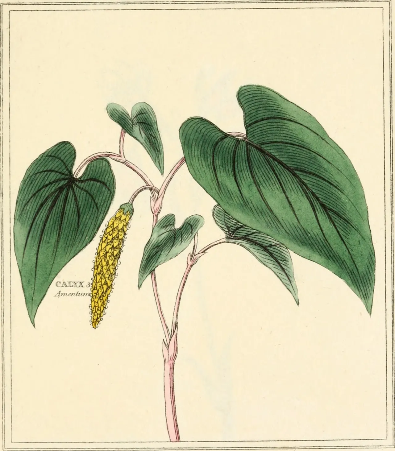 Lizard's tail (Saururus cernuus)