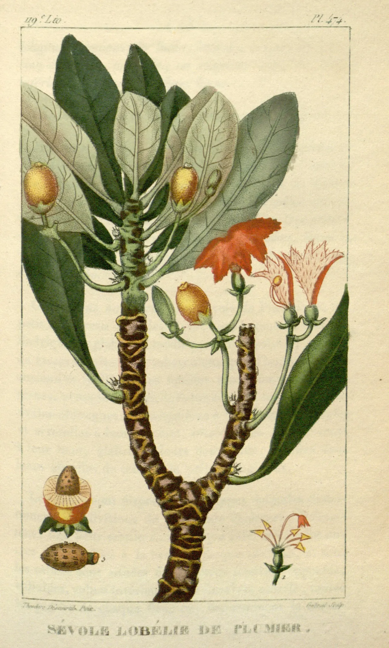 Coastal inkberry (Scaevola plumieri)