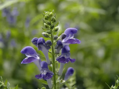 Downy Skullcap