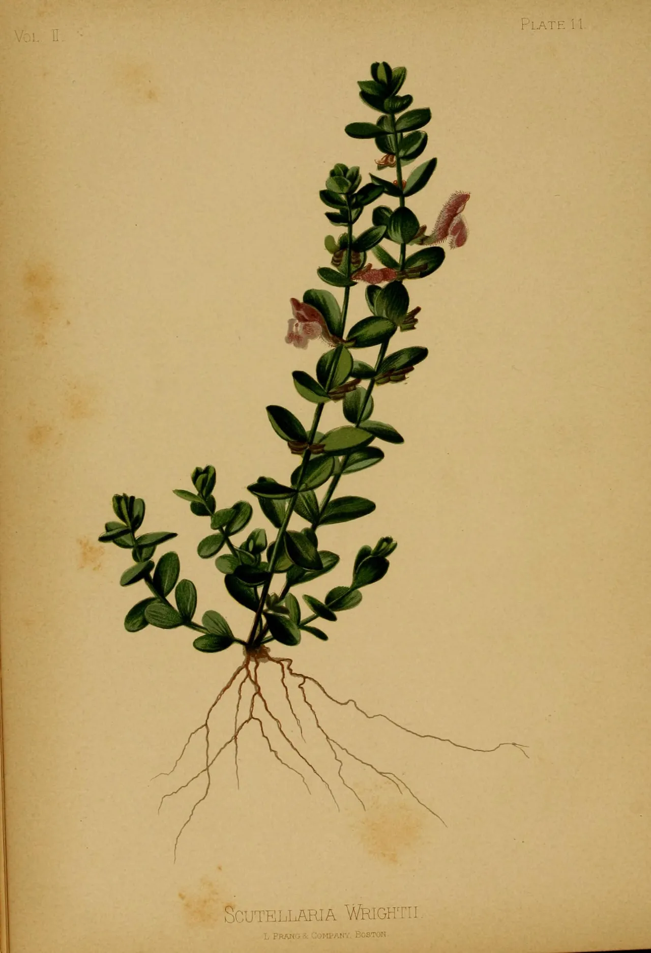Wright's skullcap (Scutellaria wrightii)