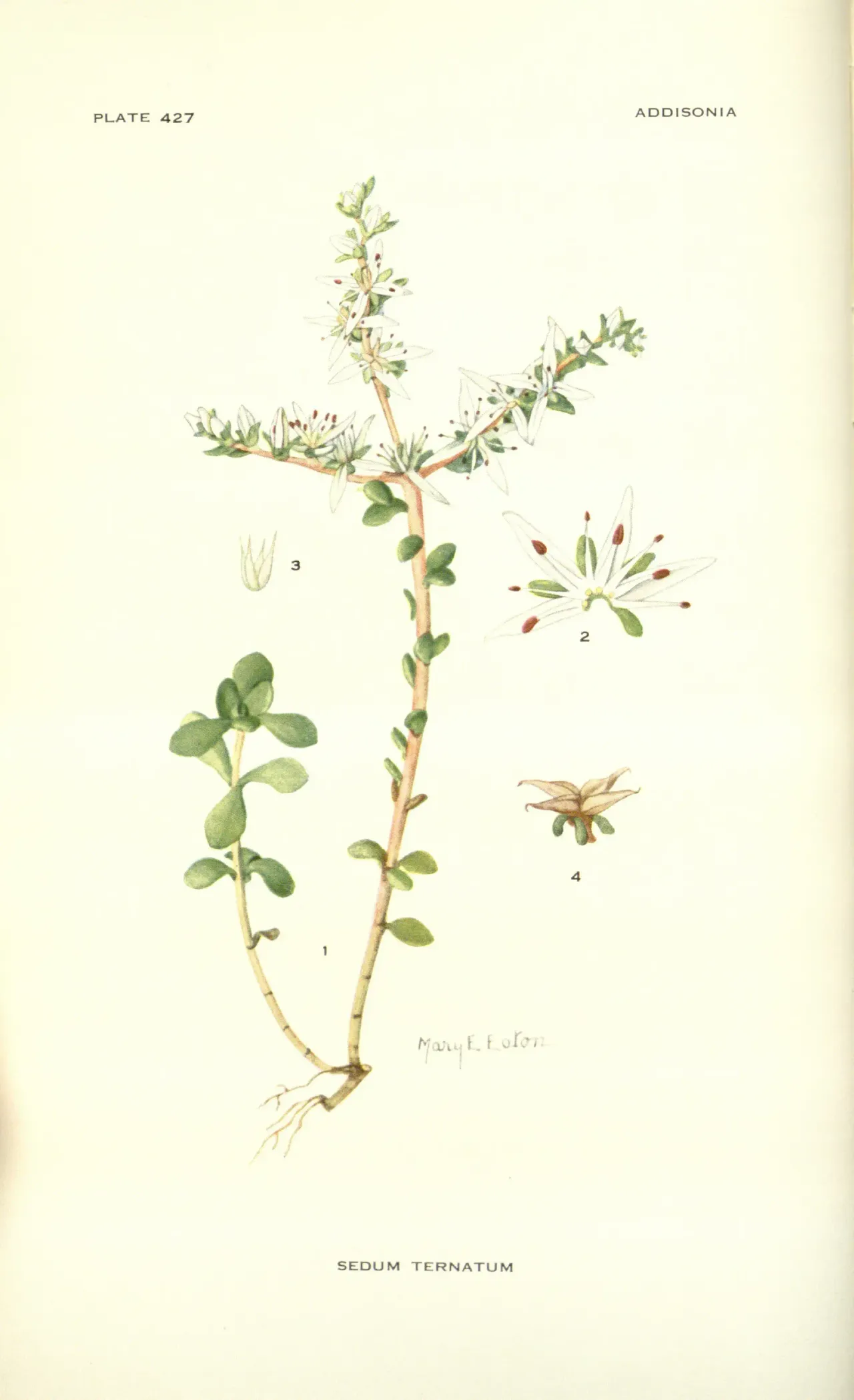Woodland stonecrop (Sedum ternatum)