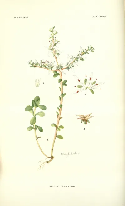 Woodland stonecrop