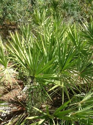 Saw palmetto (Serenoa repens)