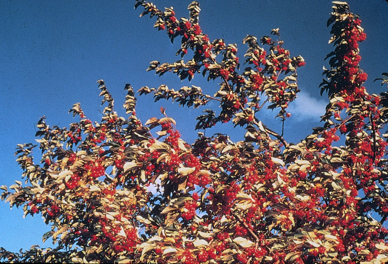 Silver buffaloberry (Shepherdia argentea)