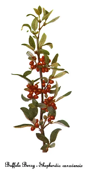 Canadian buffalo-berry (Shepherdia canadensis)
