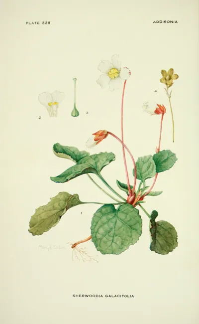 Oconee bells