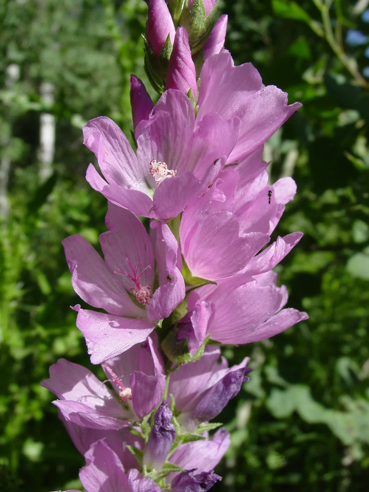 Salt spring checkerbloom (Sidalcea neomexicana)