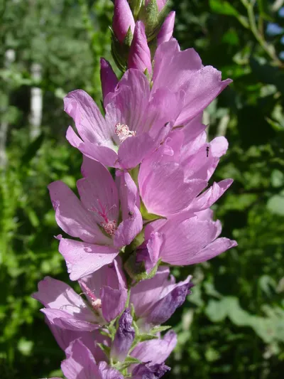 Salt spring checkerbloom