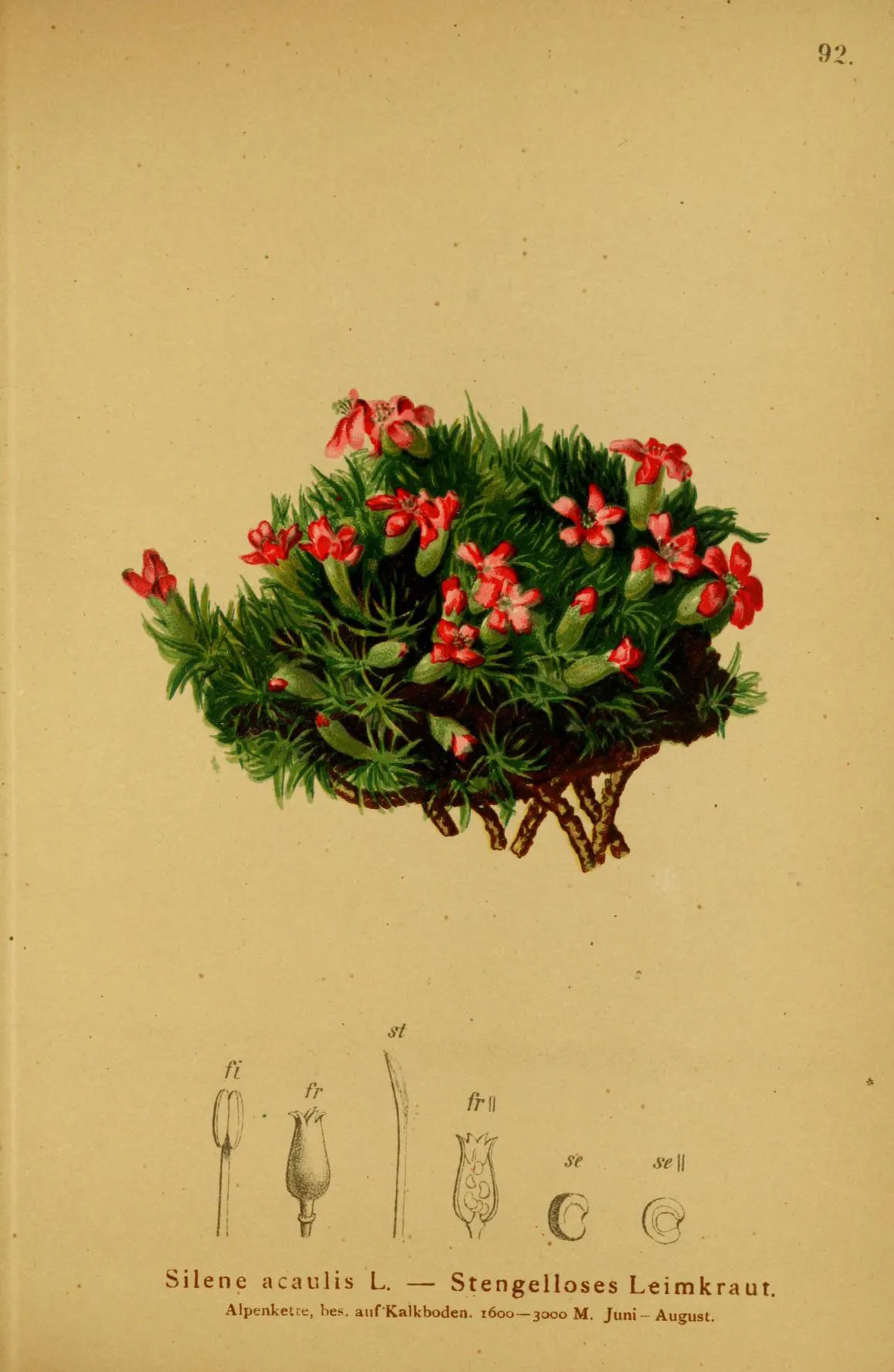 Moss Campion (Silene acaulis)