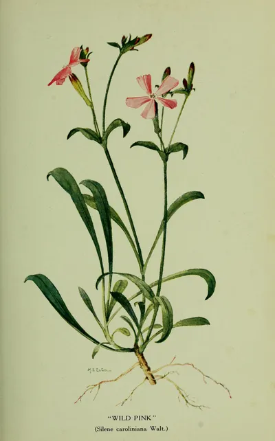 Wild Pink