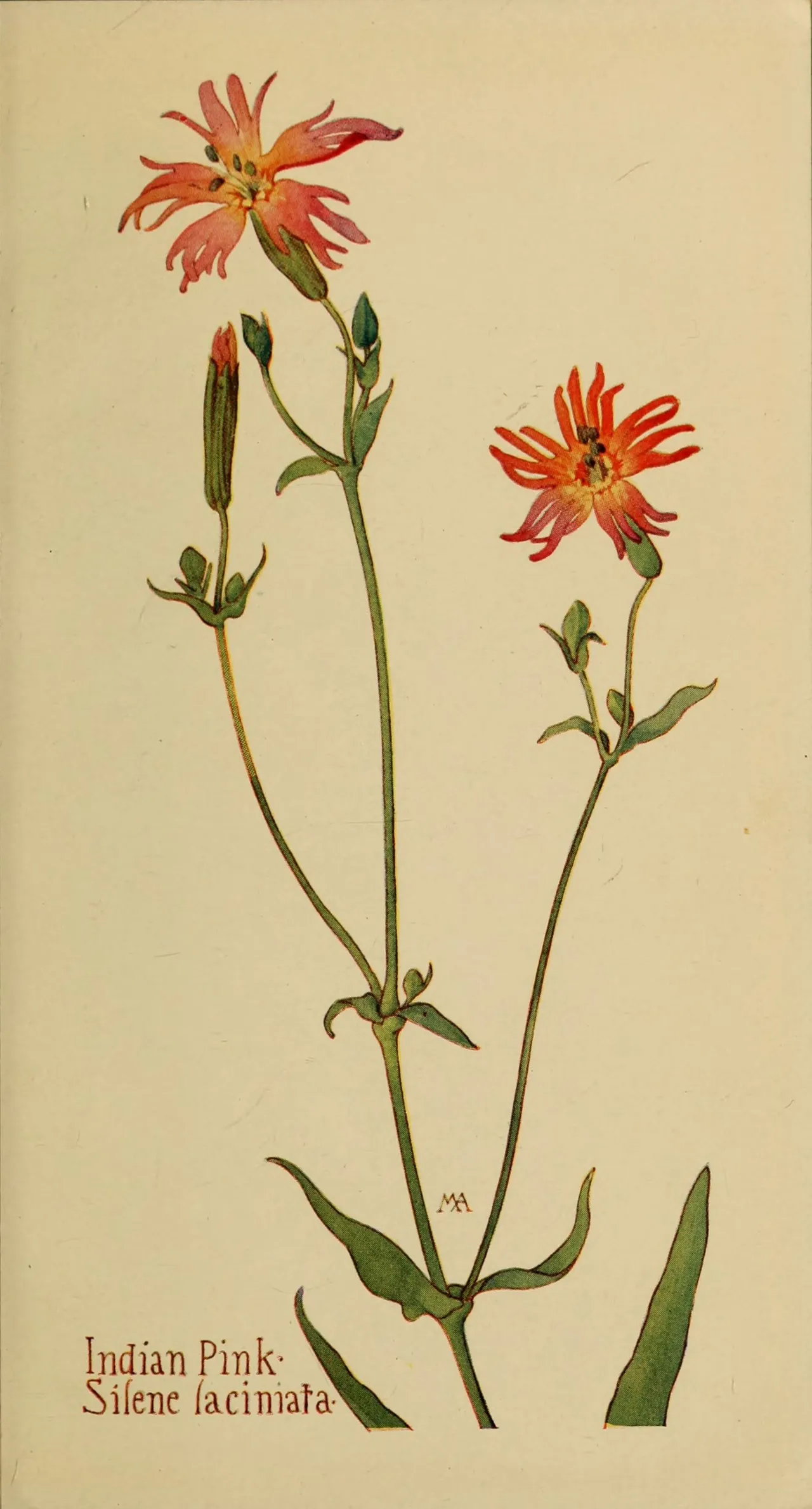 Cardinal catchfly (Silene laciniata)