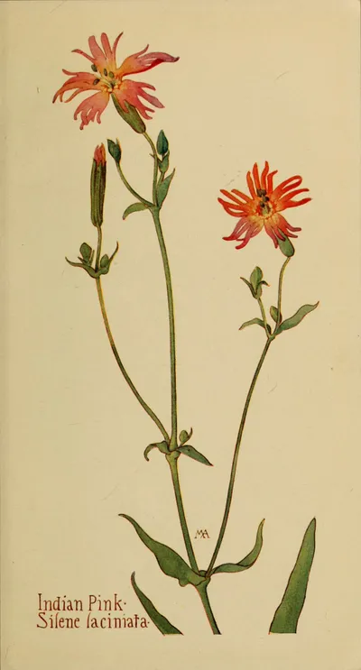 Cardinal catchfly