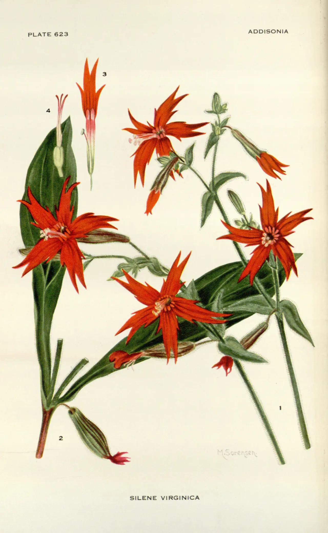 Fire pink (Silene virginica)