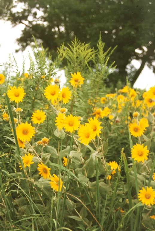 Prairie rosinweed (Silphium integrifolium)