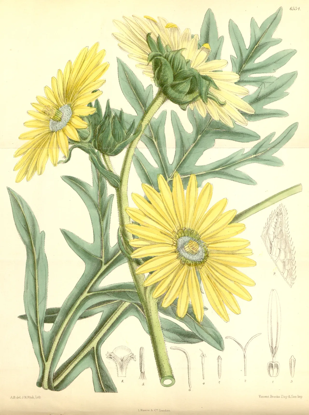 Compass plant (Silphium laciniatum)