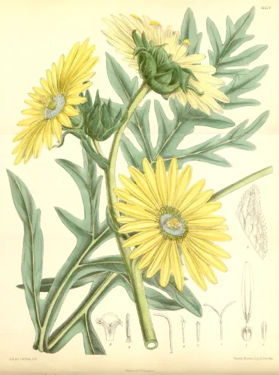 Compass plant