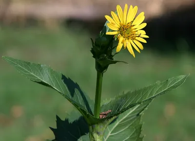 Cup plant