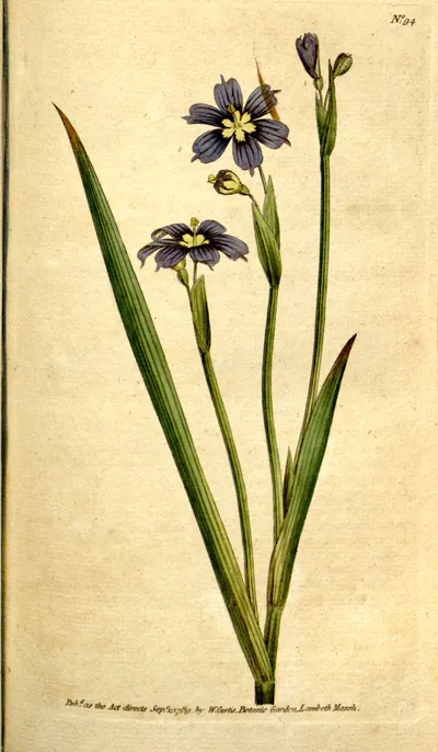 Narrow-leaved blue-eyed grass