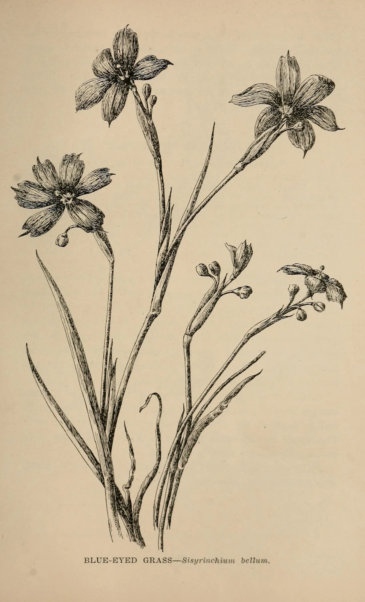 Western blue-eyed grass (Sisyrinchium bellum)