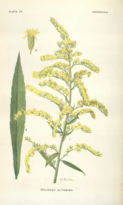 Tall goldenrod