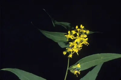 Bluestem goldenrod