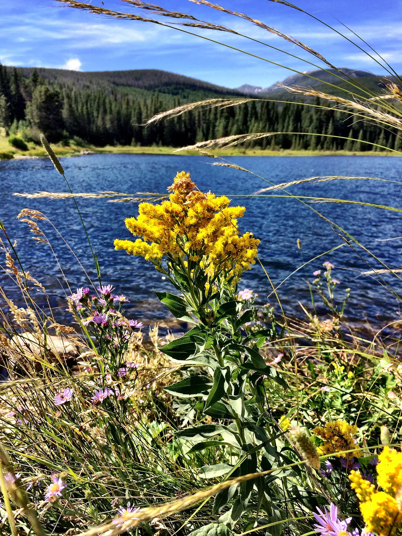 Missouri goldenrod (Solidago missouriensis)