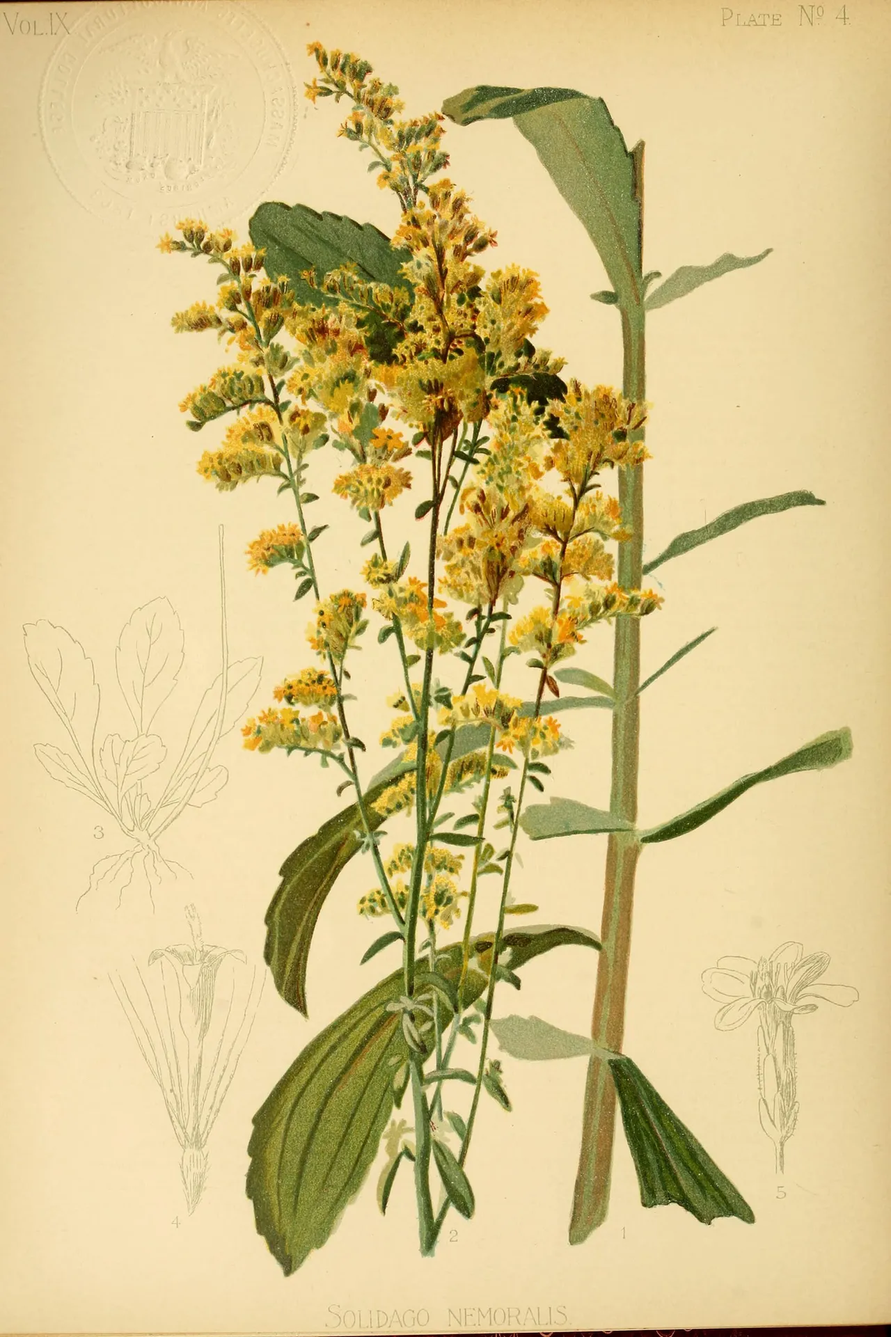 Field goldenrod (Solidago nemoralis)