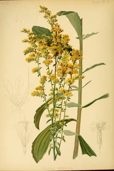Field goldenrod