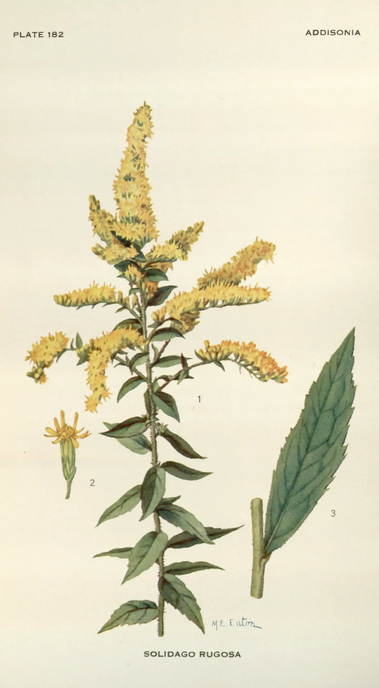 Common wrinkle-leaved goldenrod (Solidago rugosa)