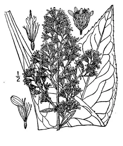 Showy goldenrod species complex