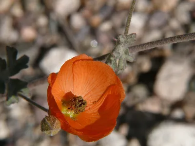 Apricot globemallow
