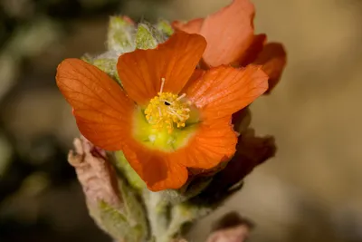 Scarlet Globemallow