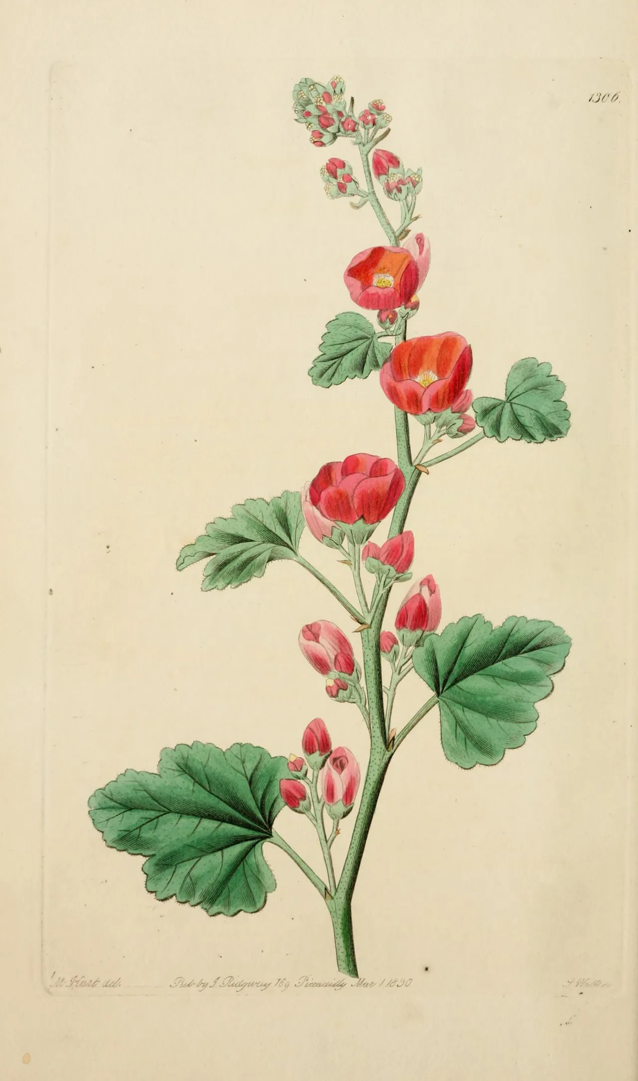 Munro's Globemallow (Sphaeralcea munroana)