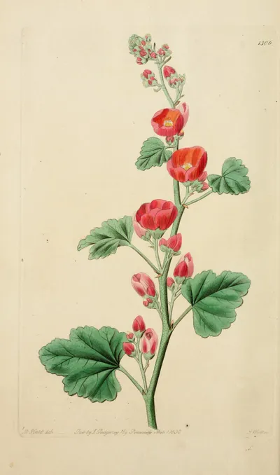 Munro's Globemallow