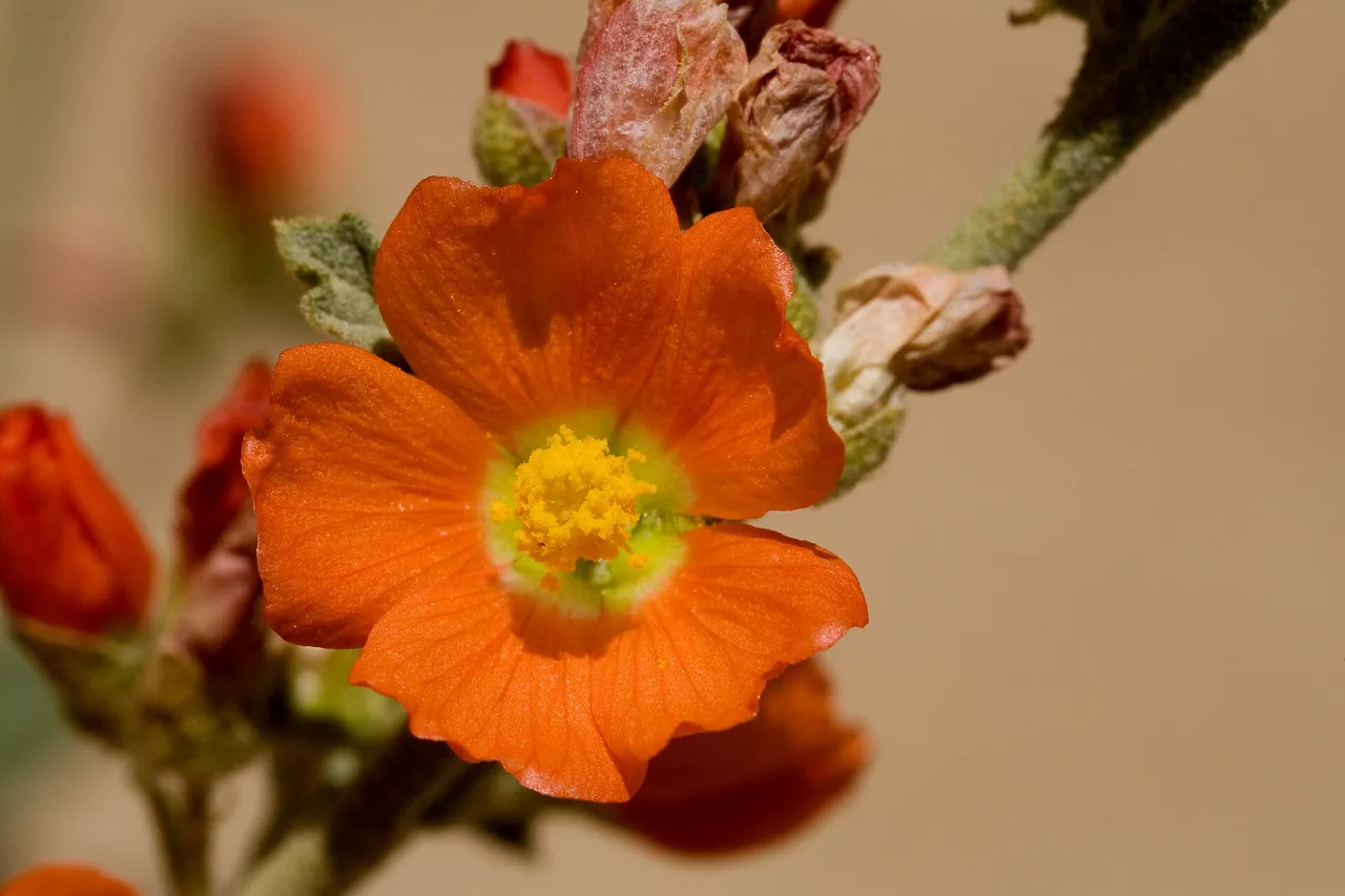 Small-leaf Globemallow (Sphaeralcea parvifolia)