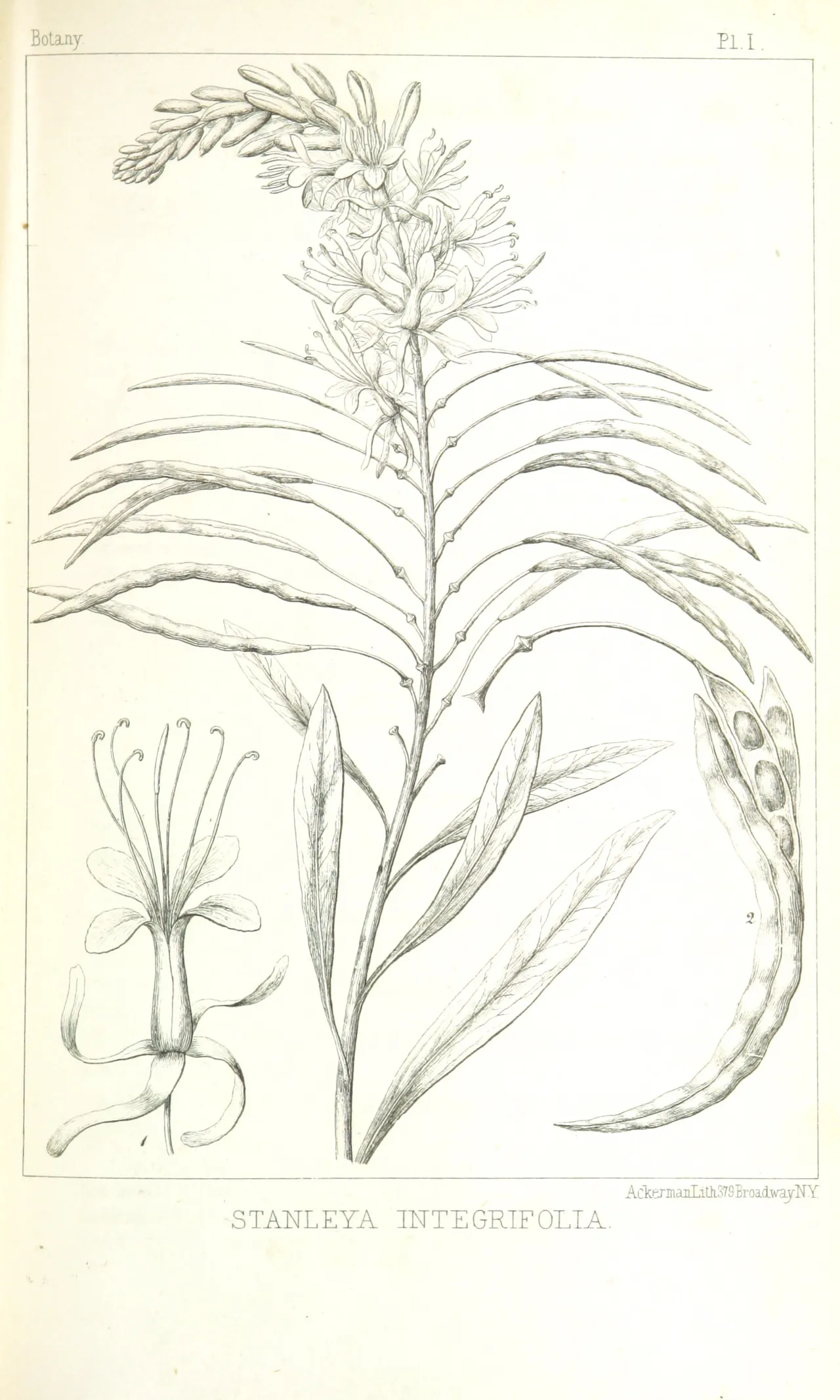 Desert Prince's Plume (Stanleya pinnata)