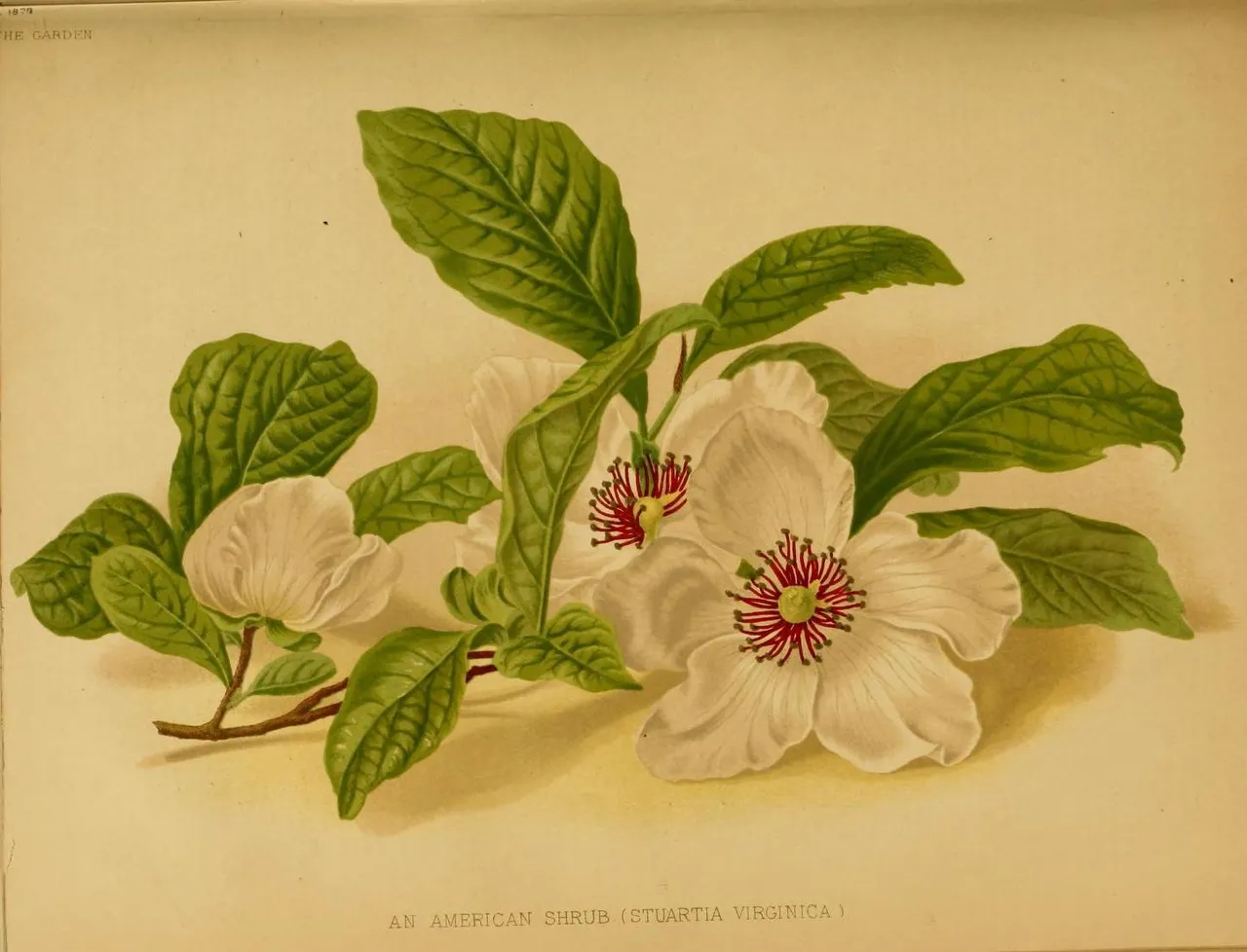 Silky Camellia (Stewartia malacodendron)