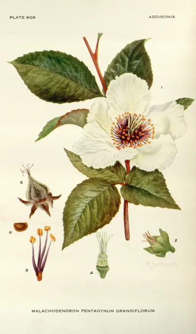 Mountain camellia