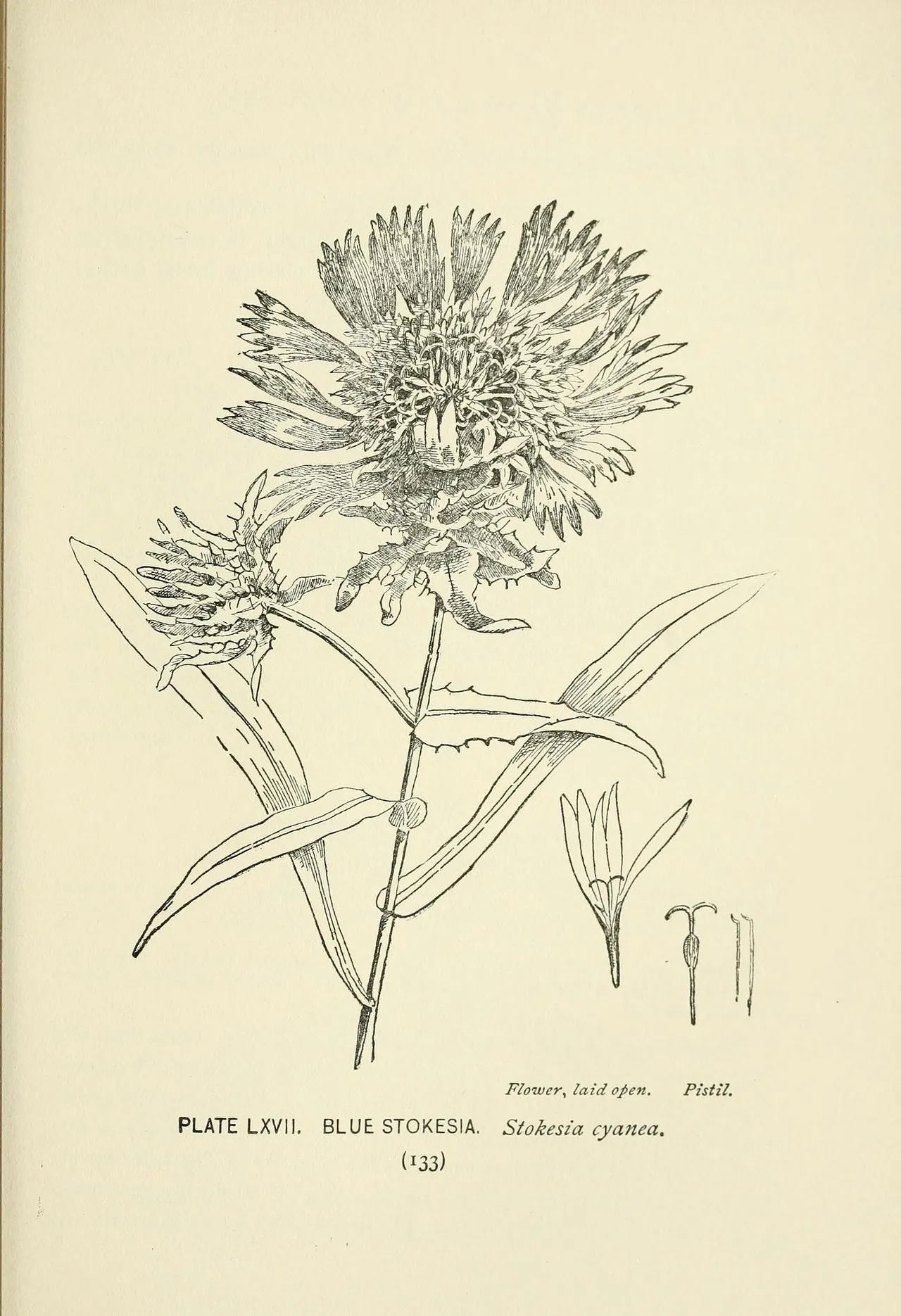Stokes' aster (Stokesia laevis)